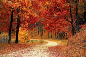 Trees Turning Fall Colors