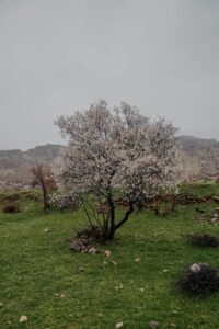 social security survivor benefits