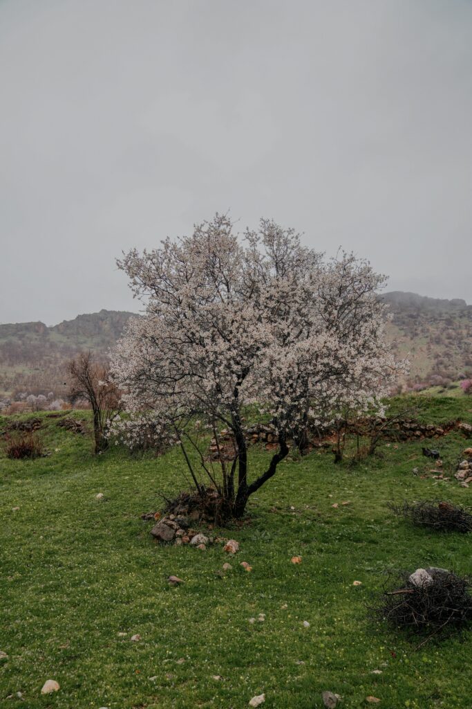 social security survivor benefits